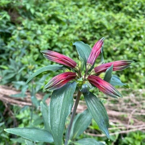 Alstroemeria psittacina Flor