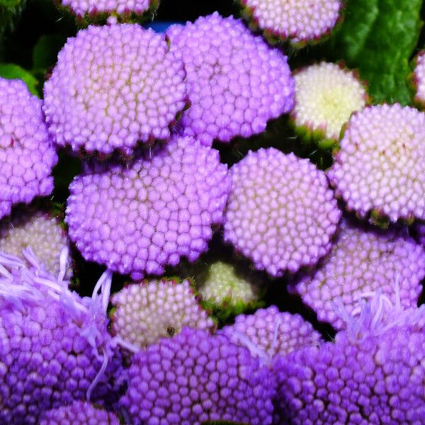 Ageratum houstonianum Flower