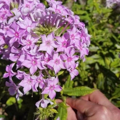 Phlox pilosa Květ