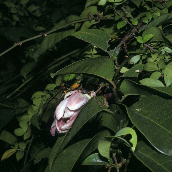 Passiflora laurifolia Flower