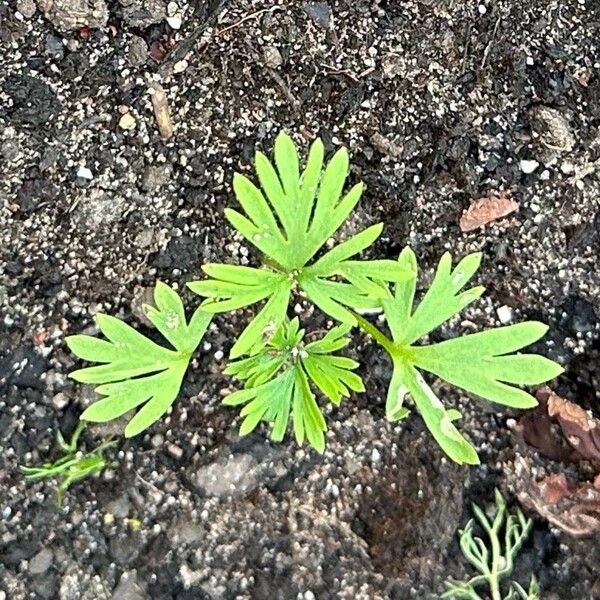 Delphinium ajacis Hostoa