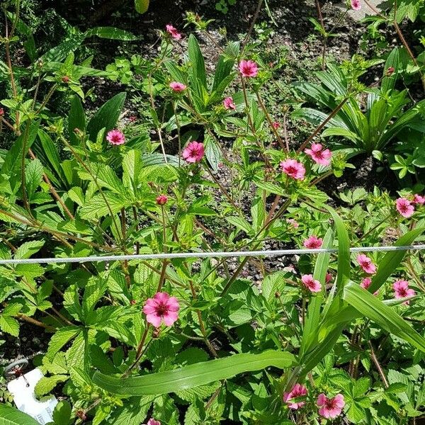 Potentilla nepalensis Vekstform