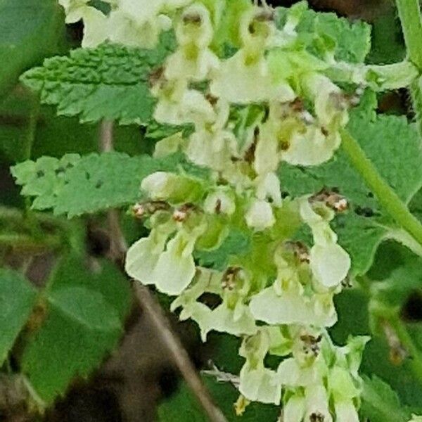 Teucrium scorodonia Цветок