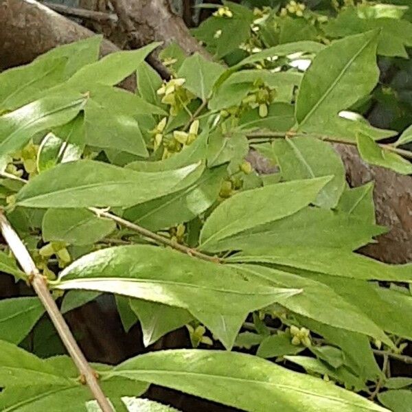 Euonymus alatus Folha