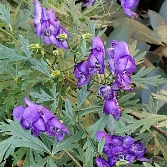 Aconitum variegatum Virág