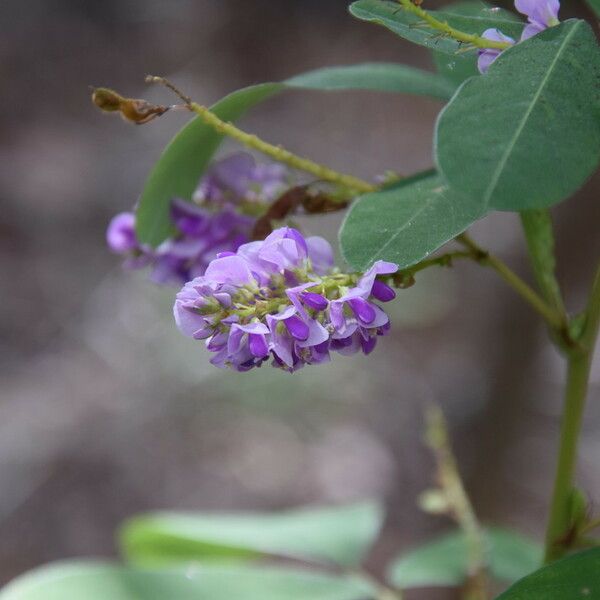 Grona heterocarpos Flor