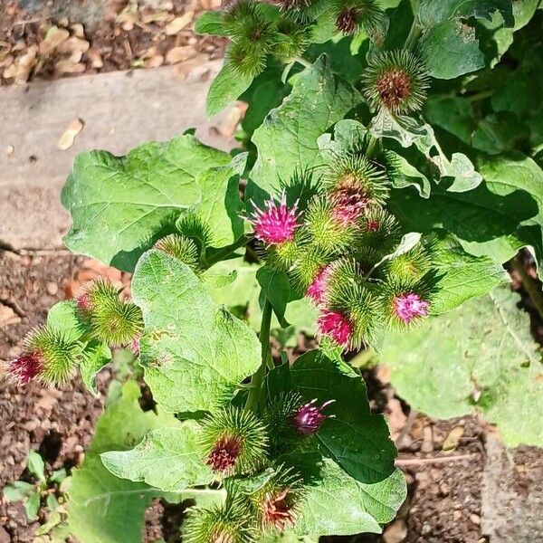 Arctium minus Hoja