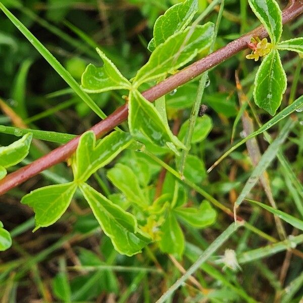 Commiphora kataf ഇല