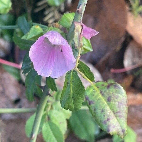 Malva moschata Blüte