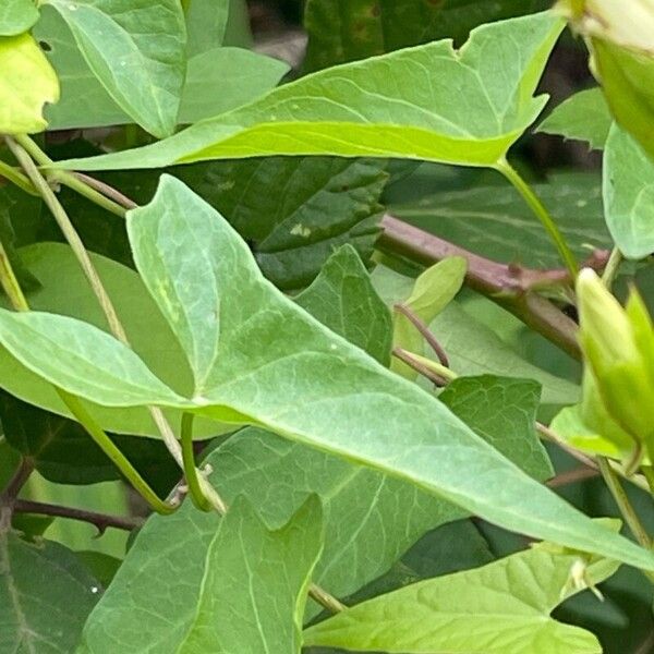 Calystegia silvatica 葉