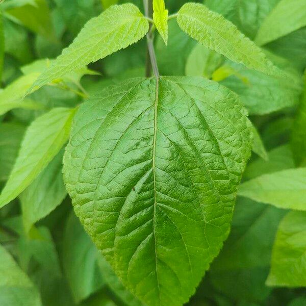 Salvia guaranitica Hostoa