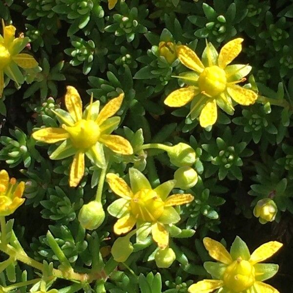 Saxifraga aizoides Hábito