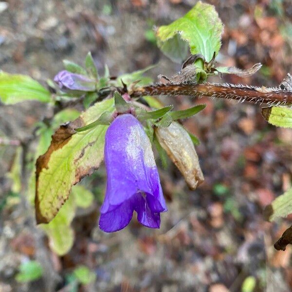 Campanula medium Flor