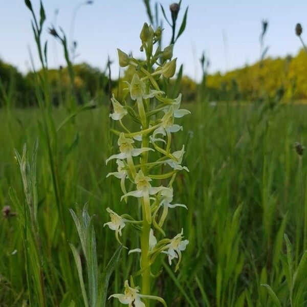 Platanthera chlorantha Flor