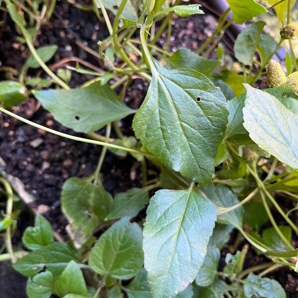 Acmella oleracea Leaf