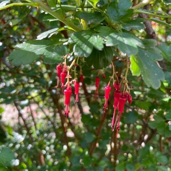 Ribes speciosum പുഷ്പം