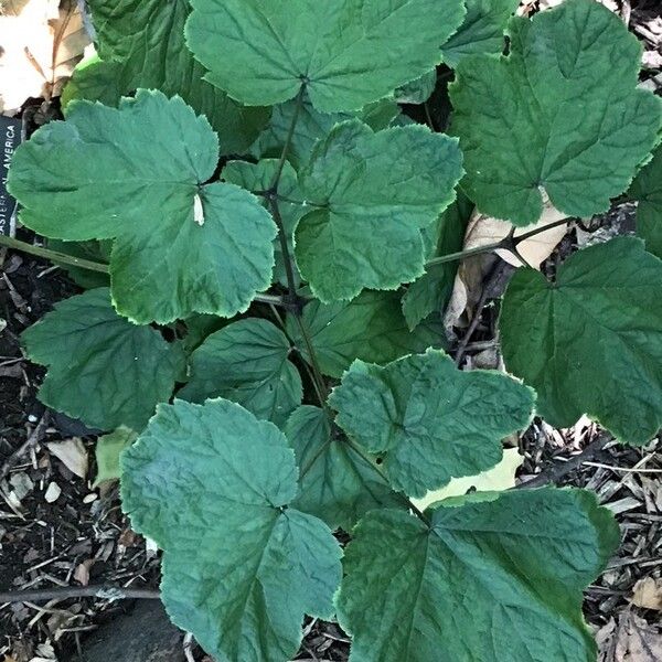 Actaea cordifolia (Appalachian bugbane)
