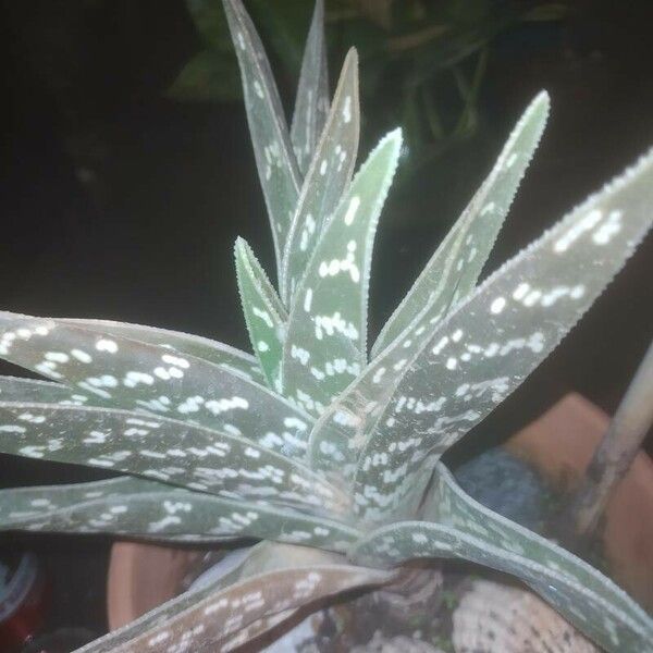 Aloe variegata 葉