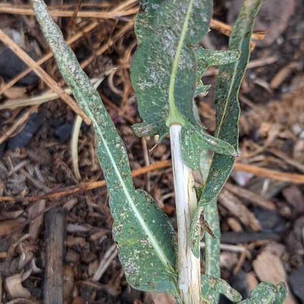 Lactuca saligna برگ