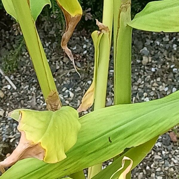 Hedychium coccineum Rinde