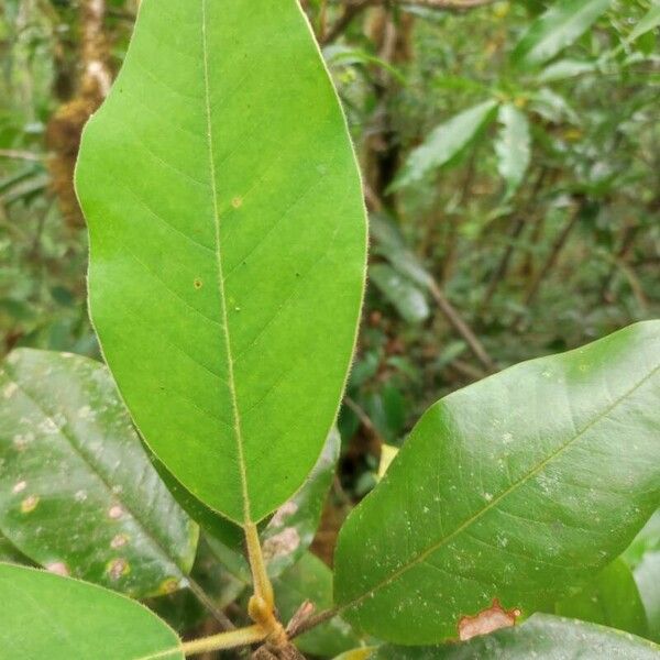 Magnolia sororum Folha