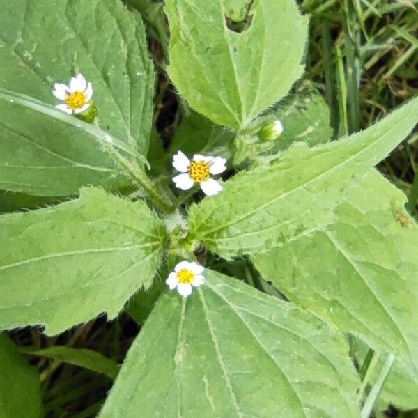 Galinsoga quadriradiata Flower