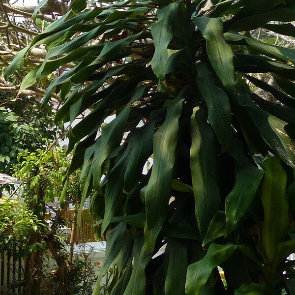 Dracaena angustifolia Blatt