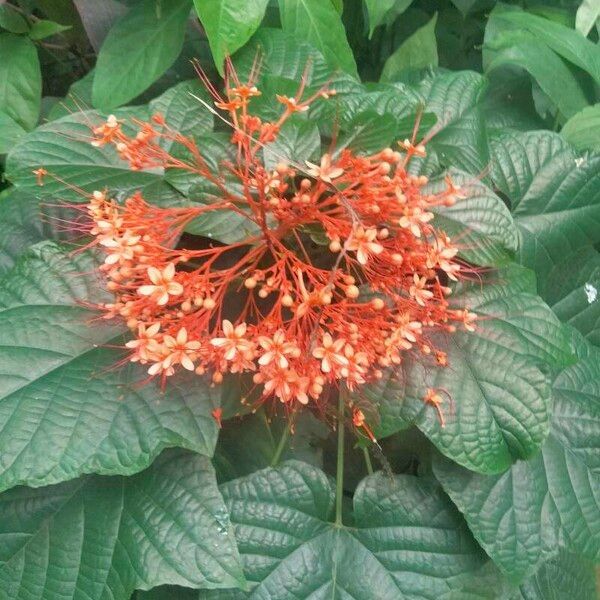 Clerodendrum paniculatum Цвят