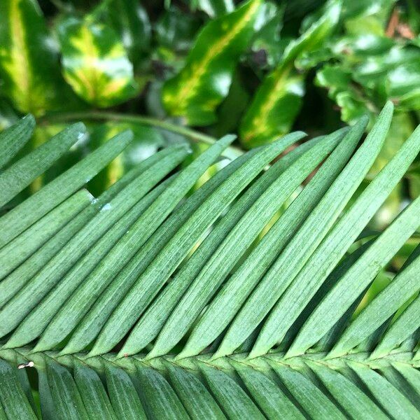 Wollemia nobilis Leaf