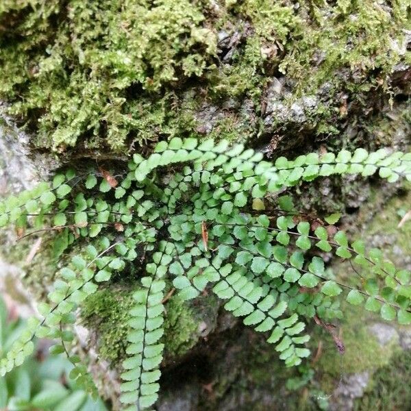 Asplenium trichomanes Blatt