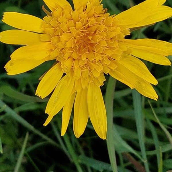 Tragopogon pratensis Blomma