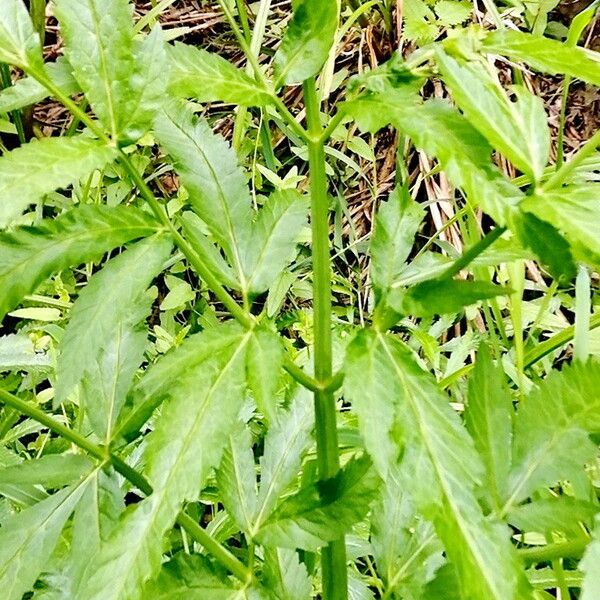 Cicuta virosa Frunză