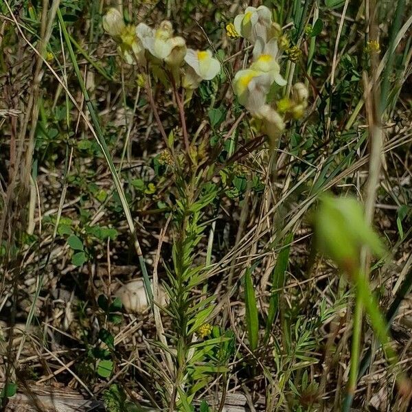 Linaria × sepium عادت داشتن