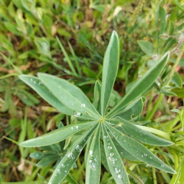 Lupinus luteus Yaprak