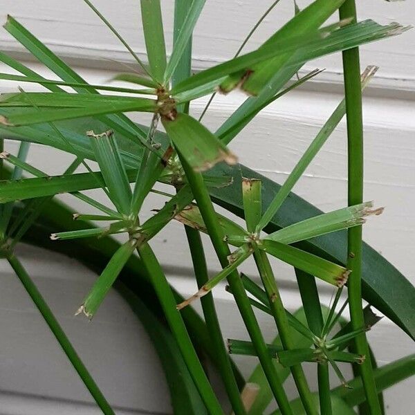 Cyperus alternifolius Листок