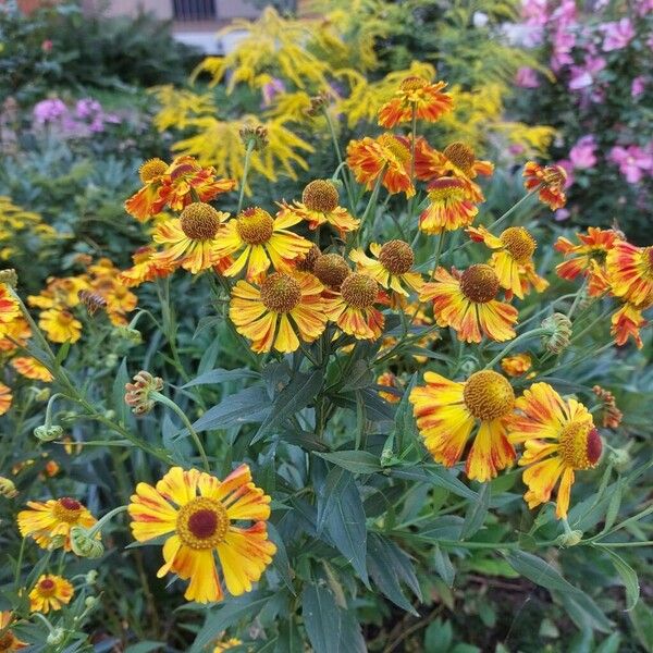 Helenium autumnale 花