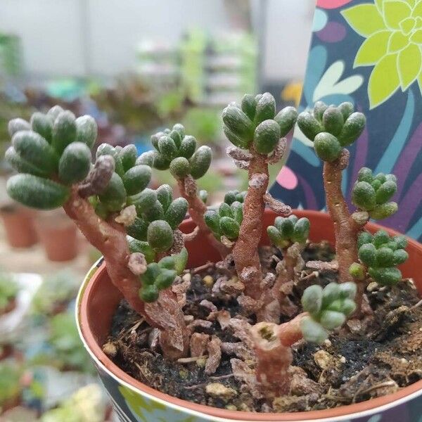 Sedum furfuraceum برگ