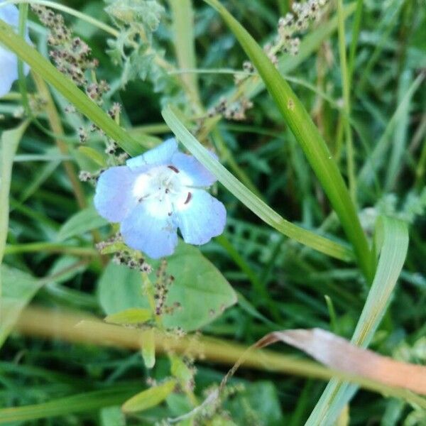 Nemophila phacelioides Flower