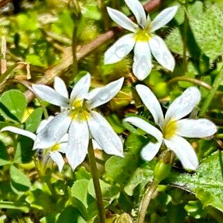 Lobelia angulata Λουλούδι