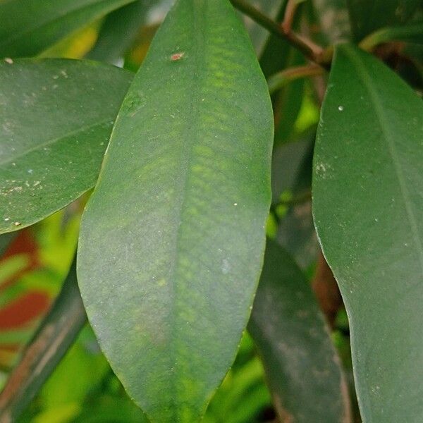 Ardisia humilis ഇല