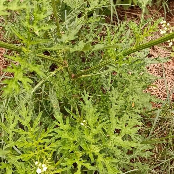 Parthenium hysterophorus Habit