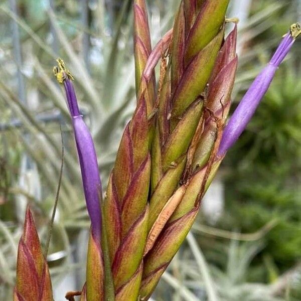 Tillandsia balbisiana 花