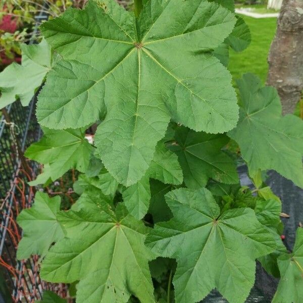 Malva verticillata List