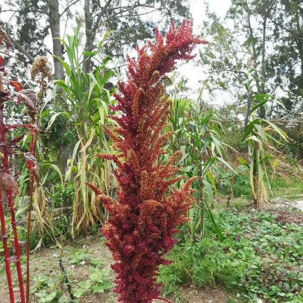 Amaranthus hypochondriacus Flor