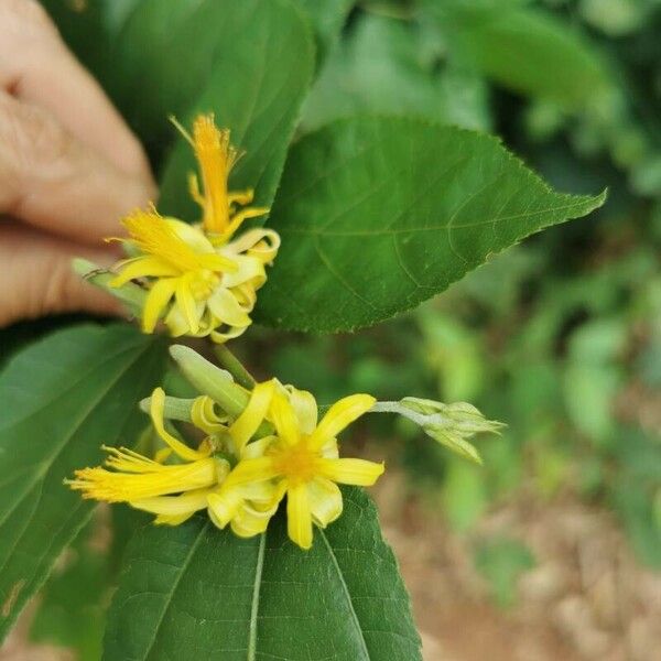 Grewia flavescens Blomma