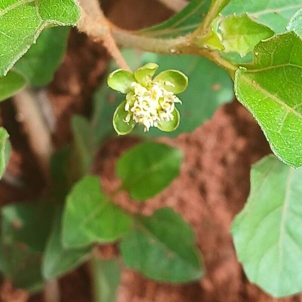 Acanthospermum australe Blomma