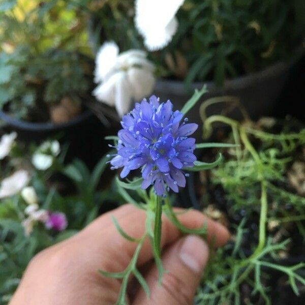 Gilia capitata Flower