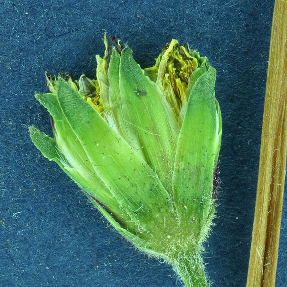 Agoseris heterophylla Blüte