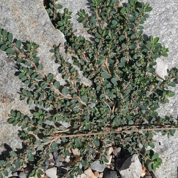 Euphorbia prostrata Habitus