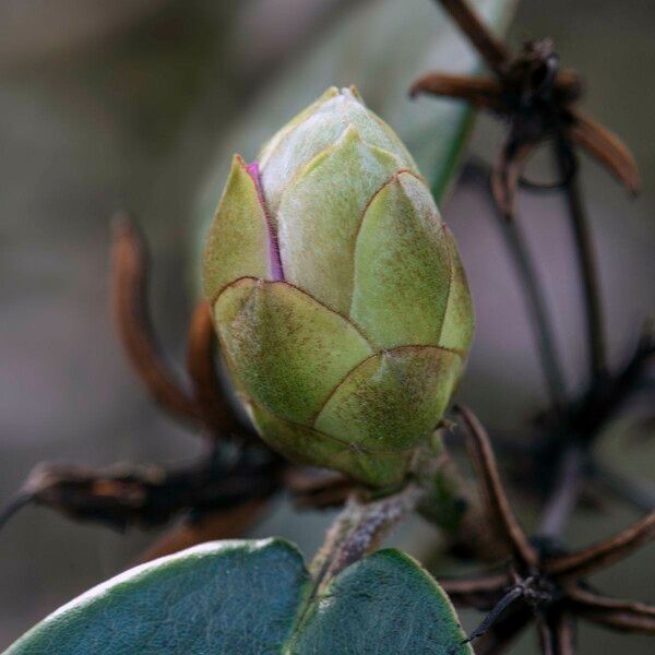 Rhododendron campanulatum Muu
